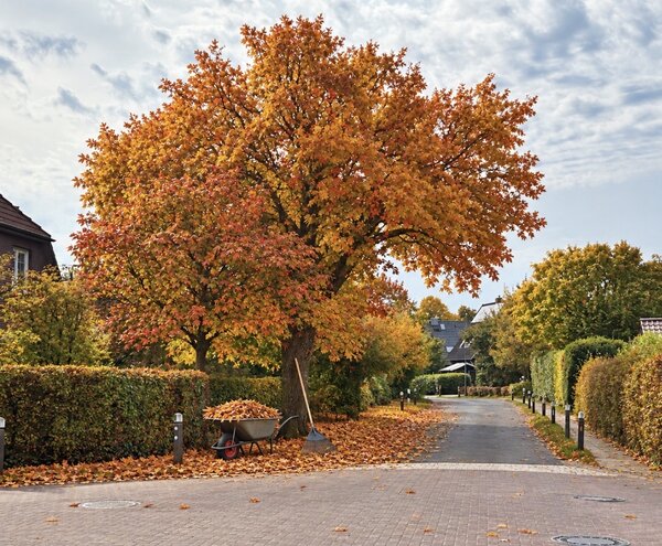 Öffentliches Straßenlaub