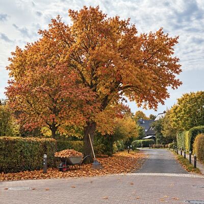 Öffentliches Straßenlaub